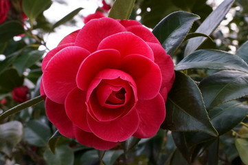 Camellia japonica red flower Fisheye lens