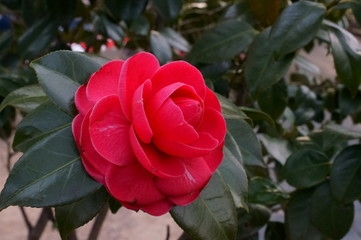 Camellia japonica red flower Fisheye lens