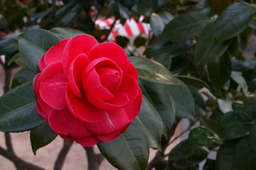 Camellia japonica red flower Fisheye lens