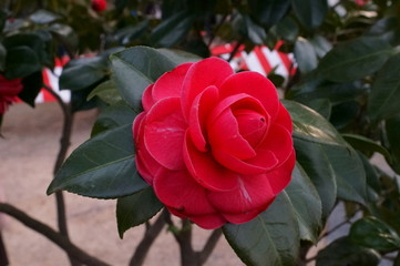 Camellia japonica red flower Fisheye lens