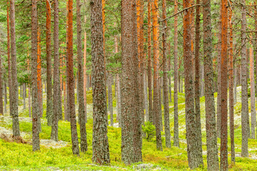 Pine woodland with tree trunks