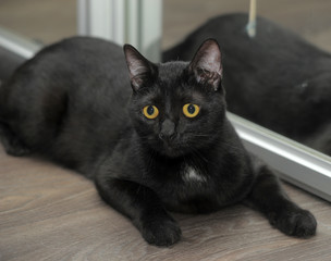 black cat lies at home on the floor