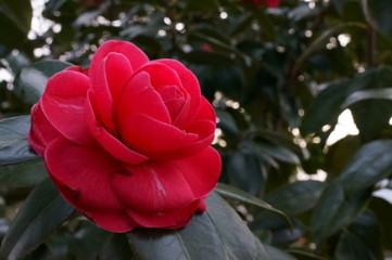 Camellia japonica red flower Fisheye lens