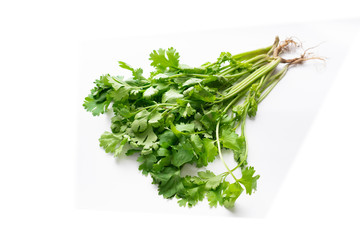 Close Up of Coriander on white background.
