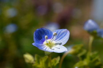 Persian speedwell Bird's eye flower