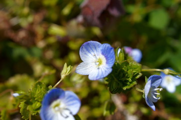Persian speedwell Bird's eye flower