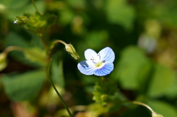 Persian speedwell Bird's eye flower