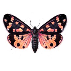 Hand painted watercolour moth / butterfly with paint splatter No. 18b