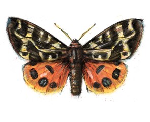 Hand painted watercolour moth / butterfly with paint splatter No. 17