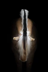 Foto op Plexiglas Zwart Zwart-wit gestreepte manen van paard Noorse fjord pony op zwarte achtergrond. Vooraanzicht portret close-up.