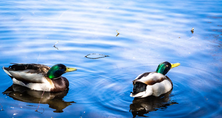 The duck in the pond