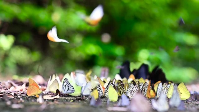 Butterfly in the forest