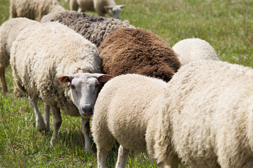 Obraz premium Sheep herd in summer pastureland, closeup.