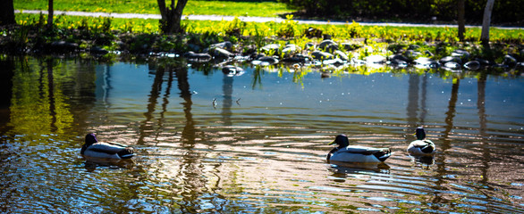 duck swimming in the pind
