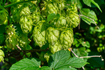 Hop cones, close-up shot. Agricultural plant used in the brewing industry
