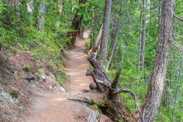 View at Trail in Park. Vancouver, Canada.