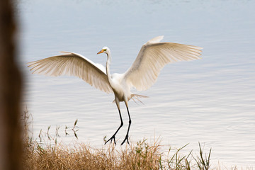 A great egret spreads its wings to land along the reedy shore of a pond in Orlando, Florida, USA, in early spring.