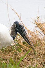 Closeup view of a wood stork's bald head and long beak, as it hunts for food in late afternoon, at the edge of a pond in Orlando, Florida, in early spring