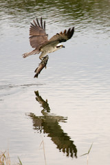 An osprey beats its wings speedily while carrying a fish above a pond in Orlando, Florida, USA, in early spring