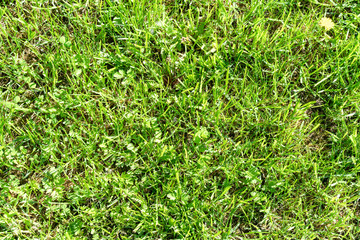Green grass trimmed on a bright sunny day as a natural background.