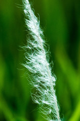 Green and white silhouette closeup of a cogongrass seedhead in Orlando, Florida, USA; with an abstract textured background