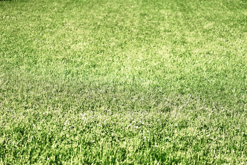 Green grass trimmed on a bright sunny day as a natural background.