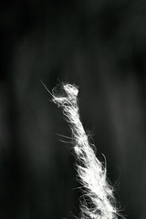 Black and white silhouette closeup of the tip of a cogongrass seedhead in Orlando, Florida, USA