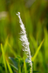Closeup of a cogongrass seedhead in Orlando, Florida, USA