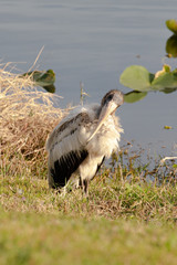 A juvenile wood stork, with elegant and regal plumage, sits at the edge of a pond late in afternoon in Orlando, Florida, in early spring