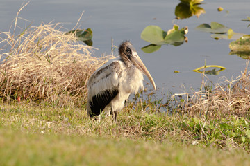 A juvenile wood stork, with elegant and regal plumage, sits at the edge of a pond late in afternoon in Orlando, Florida, in early spring
