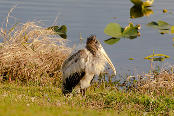 Close up of a juvenile wood stork, with elegant and regal plumage, sitting at the edge of a pond late in afternoon in Orlando, Florida, in early spring