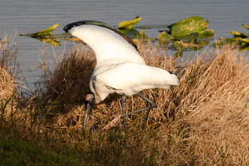 A wood stork hunts for food with its long beak and right wing spread open, in late afternoon, at the edge of a pond in Orlando, Florida, in early spring