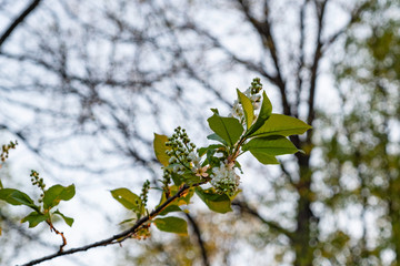 White flowers of bird cherry blossomed in spring at sunset time. Blooming bird cherry at sunset
