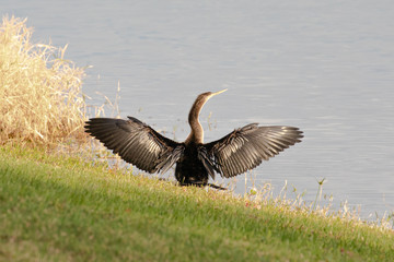 An anhinga looks to the right as it dries its wings in the late afternoon sun at a pond in Orlando, Florida, in early spring.