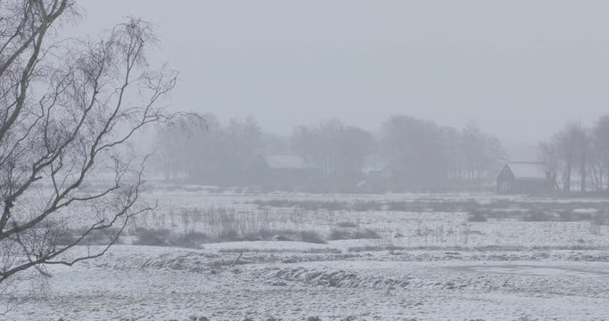 Wigeons in the snow looking for food. Snowstorm rural landscape. White out.