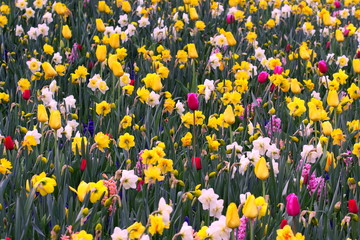 Field of flowers