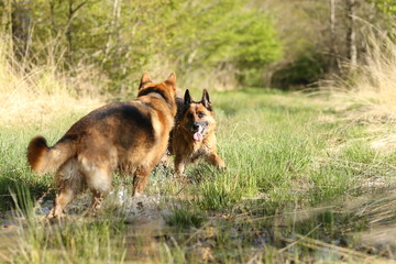 deux berger allemand en forêt