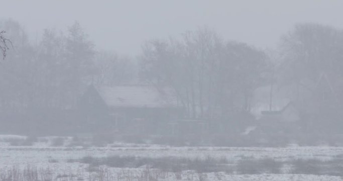 Wigeons in the snow looking for food. Snowstorm rural landscape. White out.
