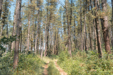 camino en bosque de pinos en verano