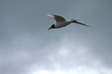 seagull in flight,bird, sky,animal, wildlife, wing,free,air,nature, freedom, white,