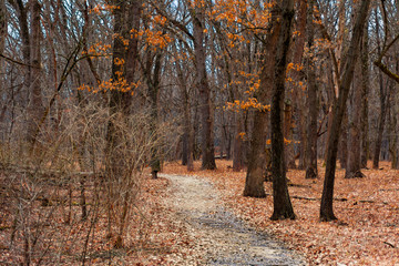 Trail in a Forest with Fallen Leaves at Suburban Willow Springs Illinois