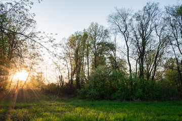 green glade in the forest in the rays and glare of the sun during sunset