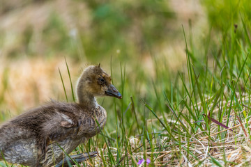 Wet Grey Goose Gosling Walking Through Grass Alone
