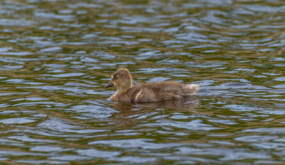 Wet Grey Goose Gosling Swimming in Lake Alone