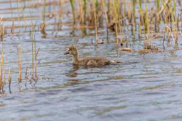 Wet Grey Goose Gosling Swimming in Lake Alone