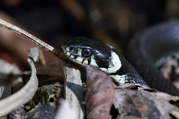 Grass snake (Natrix natrix)