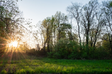 green glade in the forest in the rays and glare of the sun during sunset