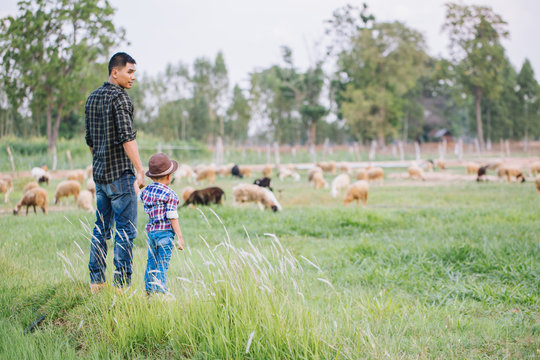 father and son in sheep farm; Farmers take care and feed the animals on the farm.sheep and goat in countryside farm