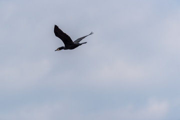 Black Cormorant Flying in a Partly Cloudy Sunny Sky