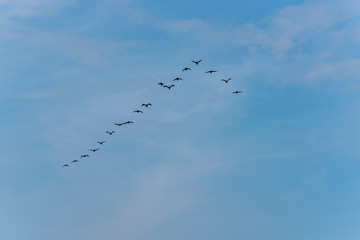 Black Cormorants Flying in Formation on a Partly Cloudy Sunny Sky